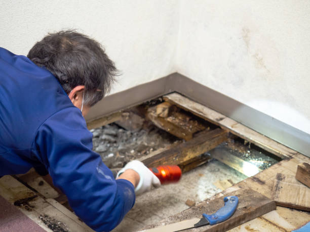 Best Attic Mold Removal  in Danvle, IL