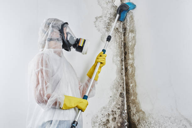 Best Crawl Space Mold Removal  in Danvle, IL