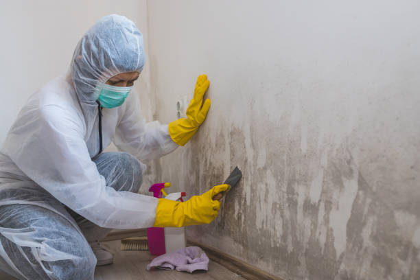 Best Mold Remediation  in Danvle, IL