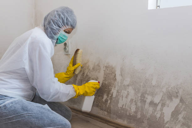 Best Water Damage Restoration  in Danvle, IL