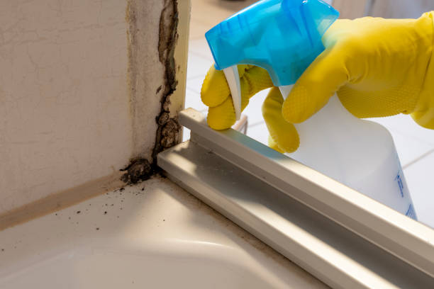 Best Mold Inspection  in Danvle, IL
