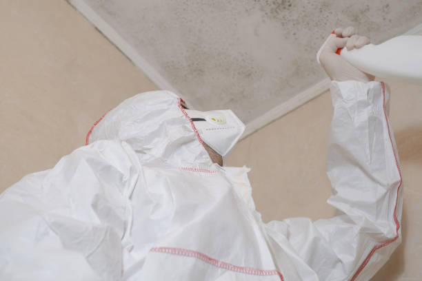Best Black Mold Removal  in Danvle, IL