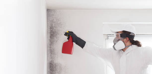Best Affordable Mold Removal  in Danvle, IL
