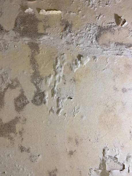 Best Local Mold Removal Service  in Danvle, IL