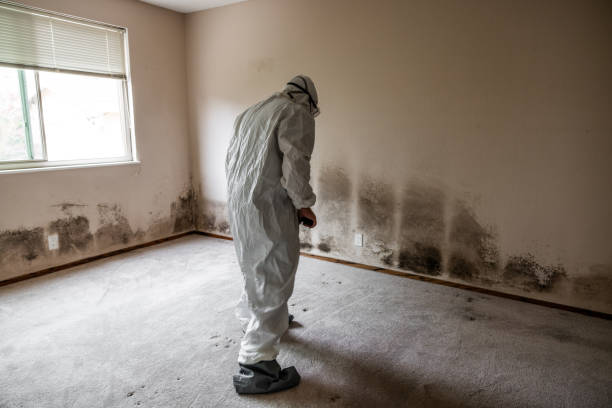 Trusted Danville, IL Mold Removal Experts