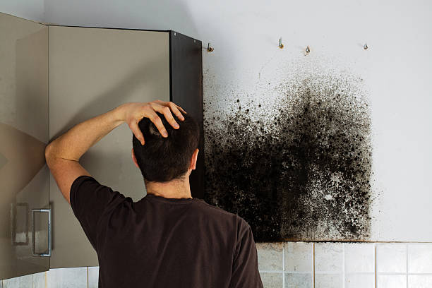 Best Mold Testing  in Danvle, IL