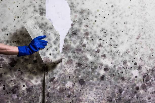Best Emergency Mold Removal  in Danvle, IL