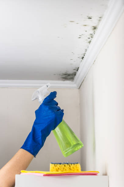 Best Mold Removal Near Me  in Danvle, IL